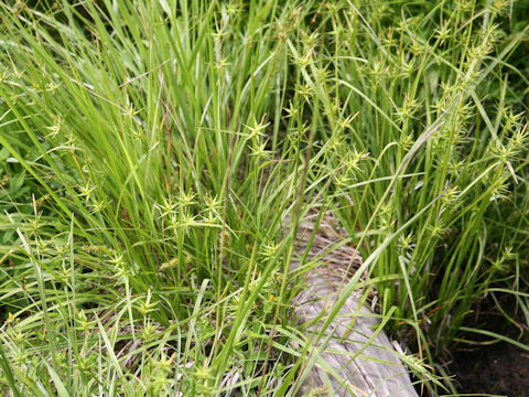 Carex michauxiana var. asiatica