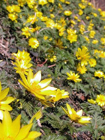 Adonis multiflora