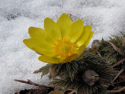 Adonis multiflora