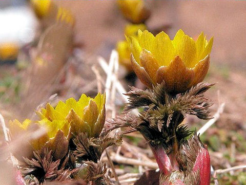 Adonis multiflora