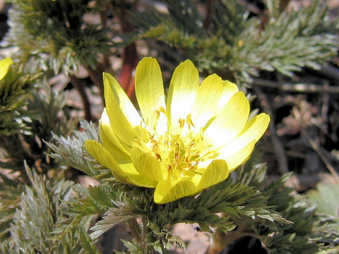 Adonis multiflora