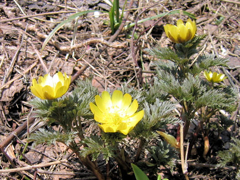 Adonis multiflora