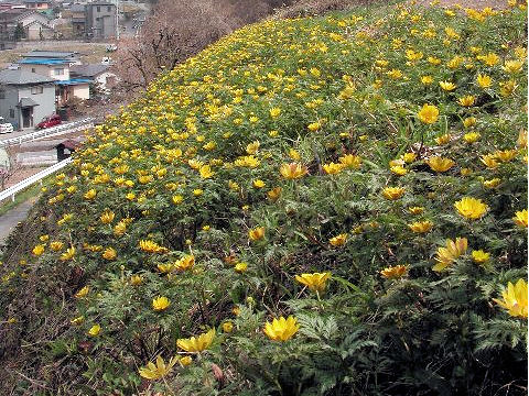 Adonis multiflora