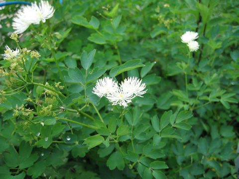 Thalictrum mitsinokuense