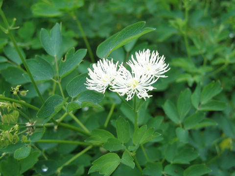 Thalictrum mitsinokuense