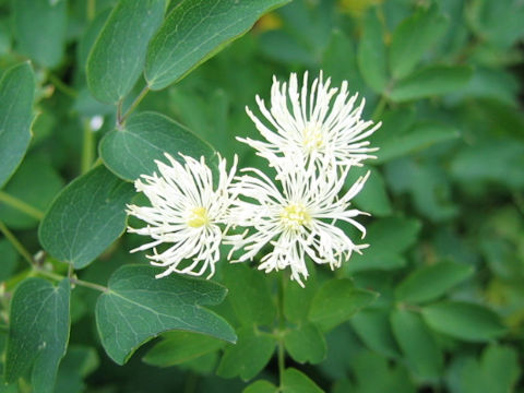 Thalictrum mitsinokuense