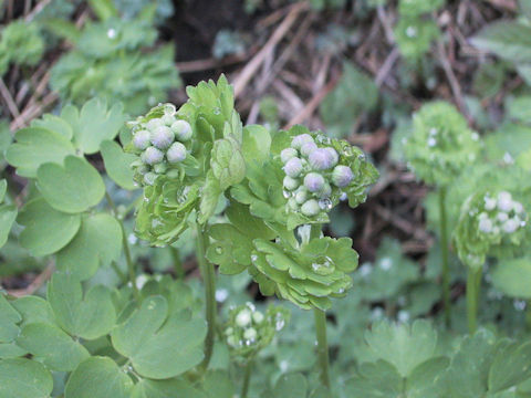 Thalictrum mitsinokuense