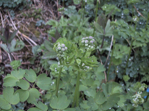 Thalictrum mitsinokuense