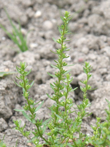 Polygonum aviculare