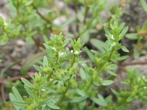 Polygonum aviculare