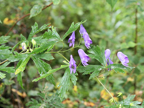 Aconitum nipponicum