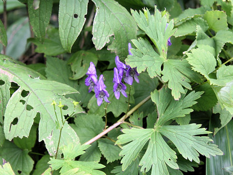 Aconitum nipponicum