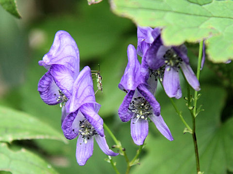 Aconitum nipponicum