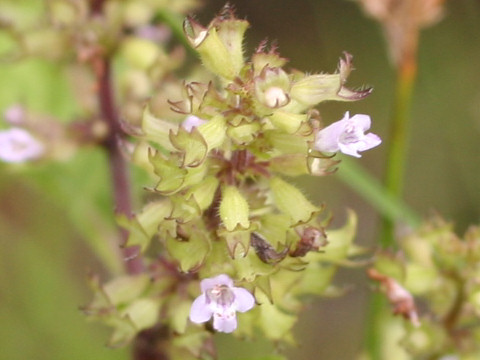 Clinopodium sachalinense