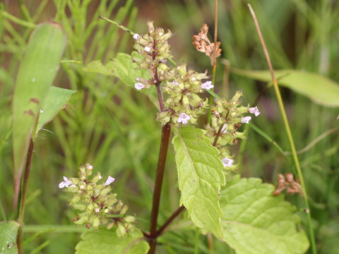 Clinopodium sachalinense