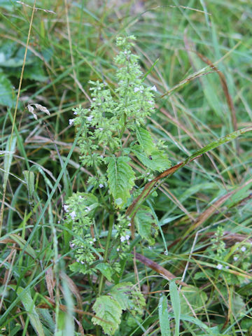 Clinopodium sachalinense