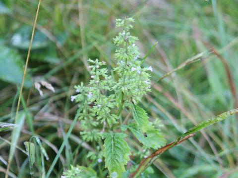 Clinopodium sachalinense