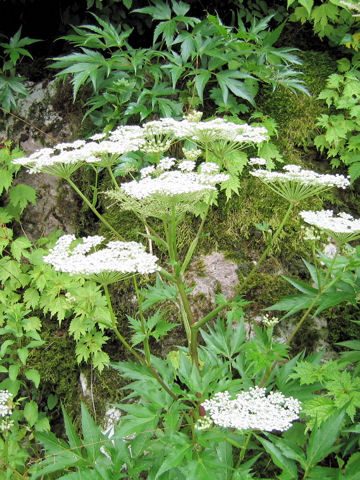 Angelica acutiloba ssp. iwatensis