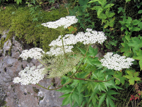 Angelica acutiloba ssp. iwatensis