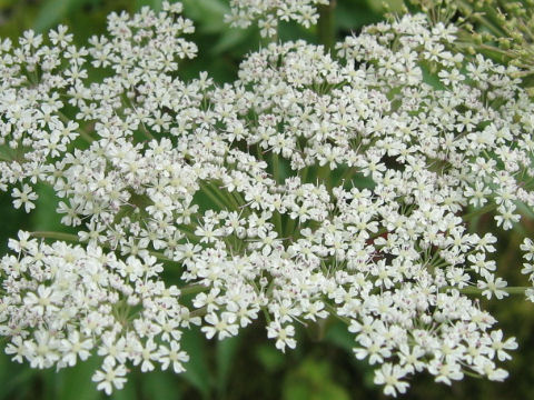 Angelica acutiloba ssp. iwatensis