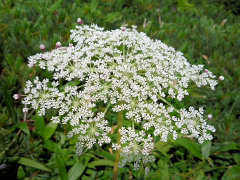 Angelica acutiloba ssp. iwatensis