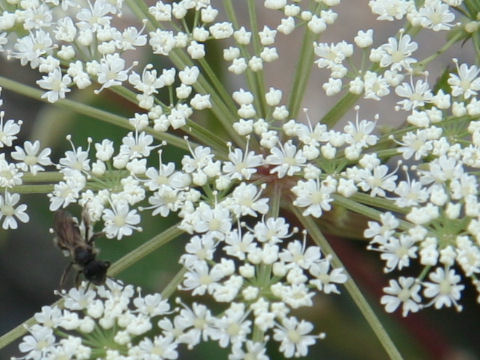 Angelica acutiloba ssp. iwatensis