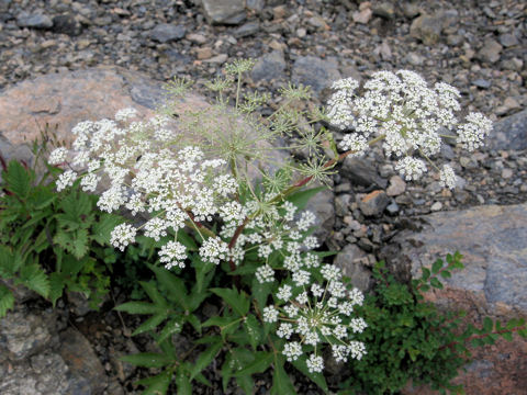 Angelica acutiloba ssp. iwatensis