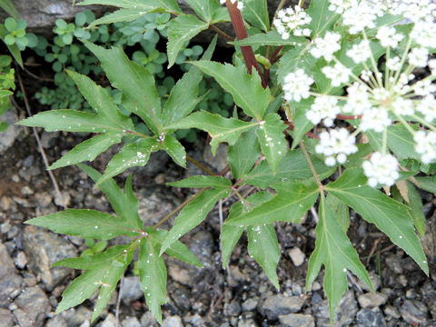 Angelica acutiloba ssp. iwatensis