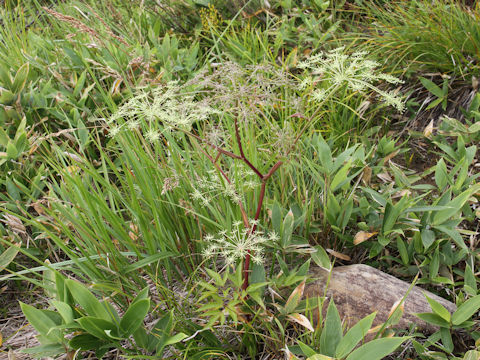 Angelica acutiloba ssp. iwatensis