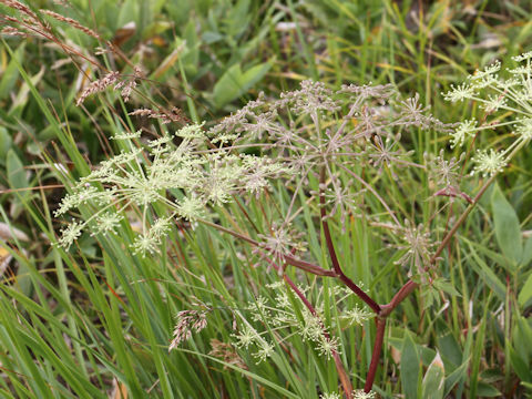 Angelica acutiloba ssp. iwatensis