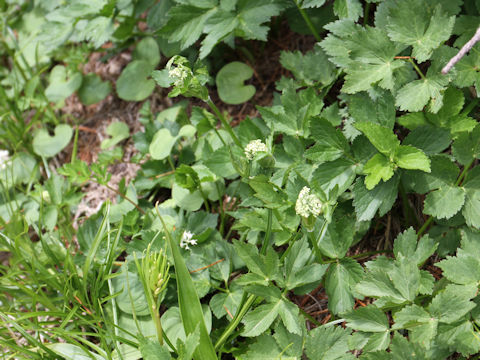 Angelica acutiloba ssp. iwatensis