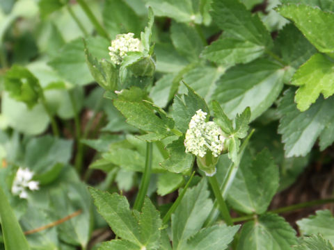 Angelica acutiloba ssp. iwatensis