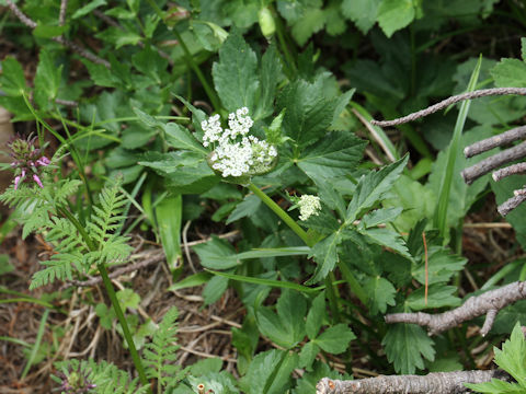 Angelica acutiloba ssp. iwatensis