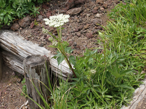 Angelica acutiloba ssp. iwatensis