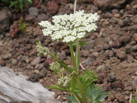 Angelica acutiloba ssp. iwatensis