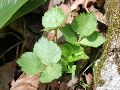 Cryptotaenia japonica