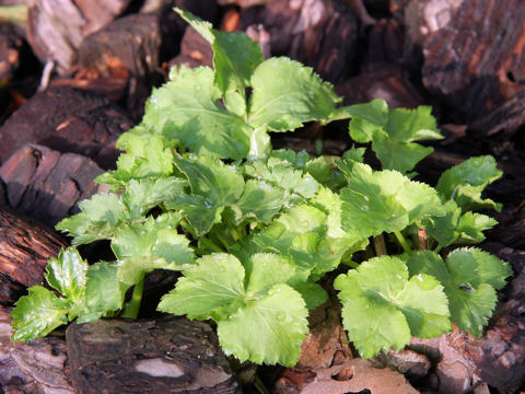 Cryptotaenia japonica