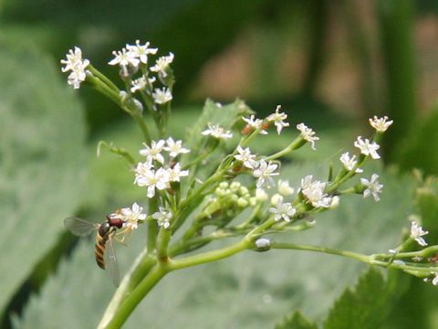 Cryptotaenia japonica