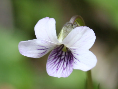 Viola verecunda var. fibrillosa