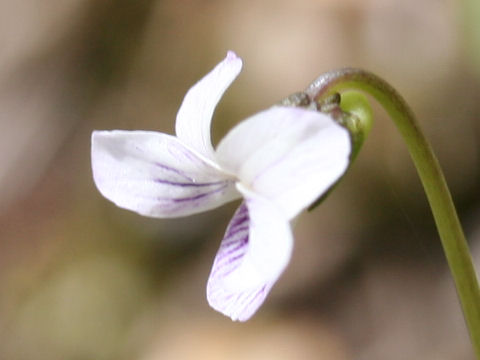 Viola verecunda var. fibrillosa