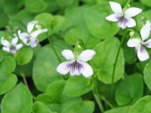 Viola verecunda var. fibrillosa