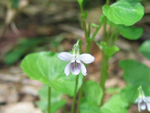 Viola verecunda var. fibrillosa