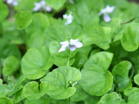 Viola verecunda var. fibrillosa