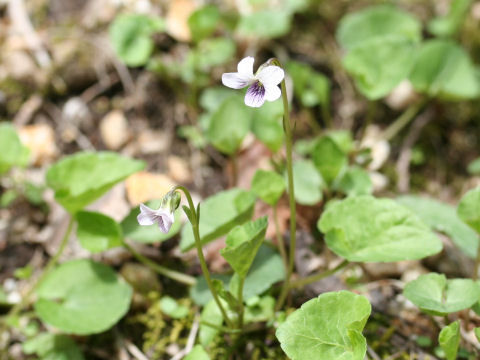 Viola verecunda var. fibrillosa