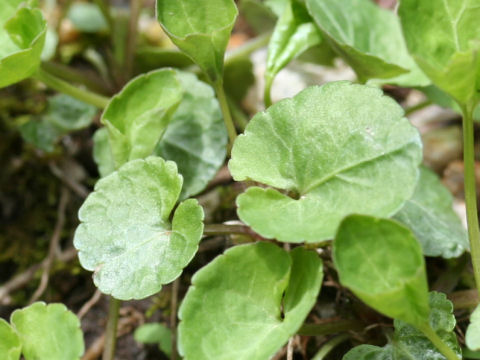 Viola verecunda var. fibrillosa