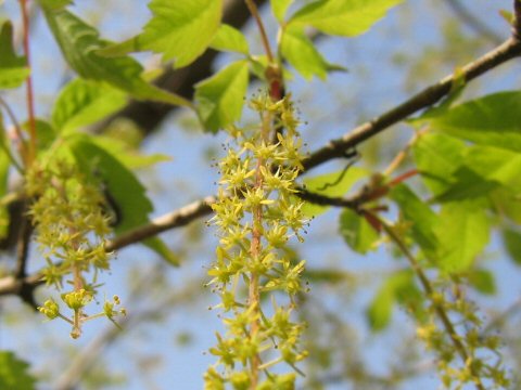 Acer cissifolium