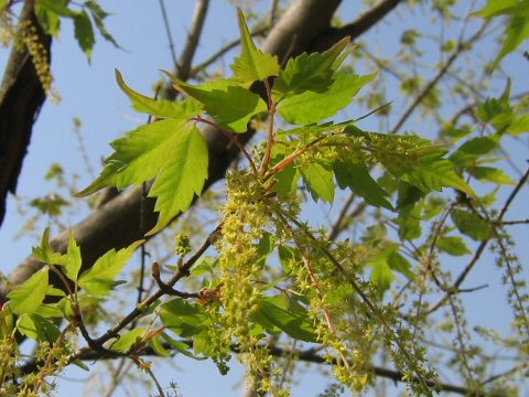 Acer cissifolium