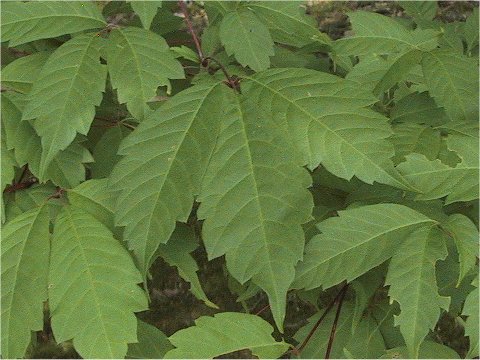 Acer cissifolium