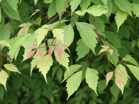 Acer cissifolium