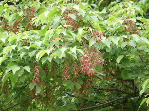 Acer cissifolium